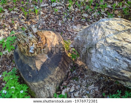 tree gnawed by beavers in the forest in the daytime in spring