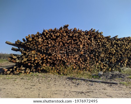lot of sawn wooden logs in the daytime photo