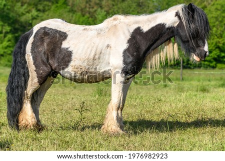 Irish cob horses in a pasture. Grazing in the French countryside in spring.
