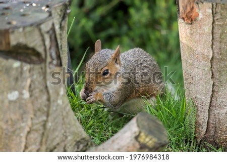 Grey squirrel on the grass, close up