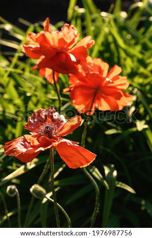 Flower poppy ornamental in the garden. Summer and spring background. Vertical photo
