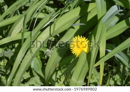 Yellow dandelion. Spring dandelion. Beautiful dandelion. Spring background.