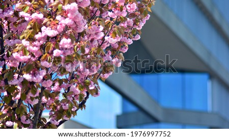 Modern office building with purple trees. Colour tree next to a modern glass facade building.