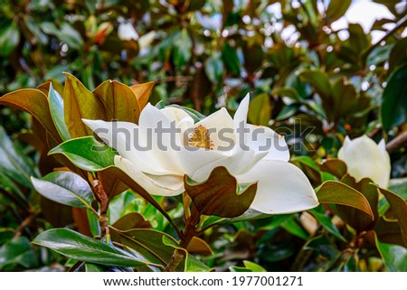 Southern magnolia grandiflora flower, close up. Evergreen Galissoniere  Bull Bay magnolia, laurel  Loblolly magnolia bloom in tree. Big flower in summer garden Royalty-Free Stock Photo #1977001271