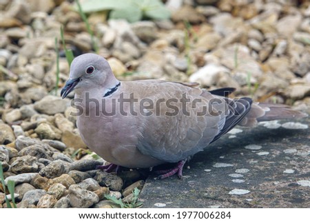 close up of a collared dove (Streptopelia Decaocto) looking for food in the garden