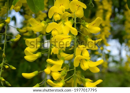 Close up bright yellow flowers and leaves of spring flowering wisteria tree into city park