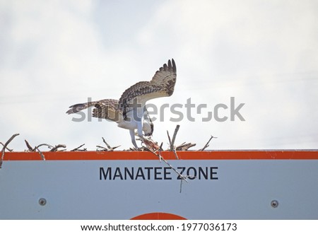 Osprey Eating a Fish on a Manatee Zone Sign with Blurred Power Lines in the Background