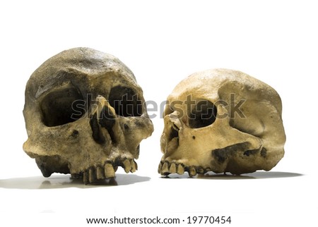 two human skulls over white background