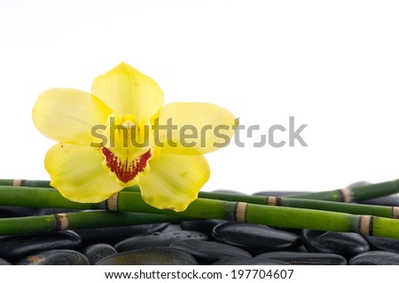 Macro of yellow orchid and bamboo grove on pebble
