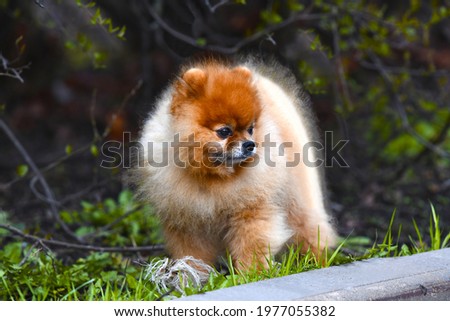 The Pomeranian is one of the most popular decorative breeds on the planet. A miniature, very fluffy dog ​​the size of a puppy. Orange pet plays with a rope on the green grass.