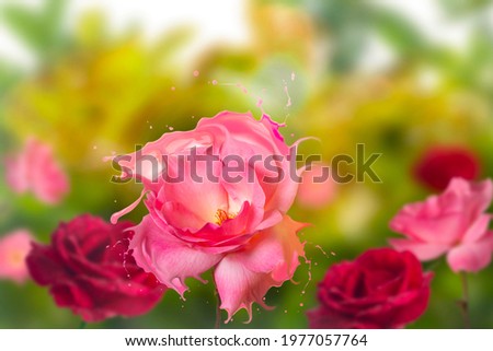 Liquid rose with splash effect. Summer bloom delicate roses festive background, pastel and soft floral bouquet card