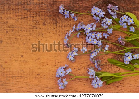 Forget me not fresh blue flowers on the old wooden background close up. Colorful floral spring still life. Natural backdrop with copy space and bouquet.