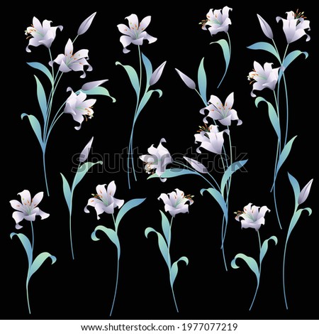Japanese lily illustration material collection,