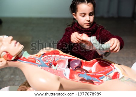 girls are studying the organs in the human body, Learning organs in the human body.