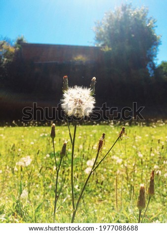 picture of a beautiful dandelion flower