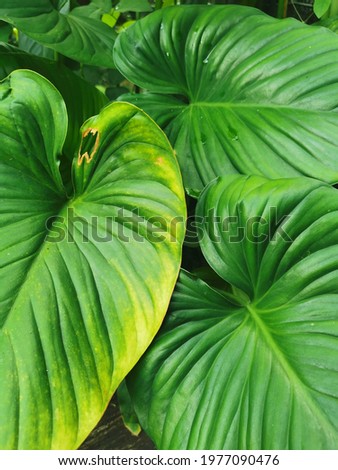 A group of big green jungle leafs photographed in tropical rainforest Thailand.