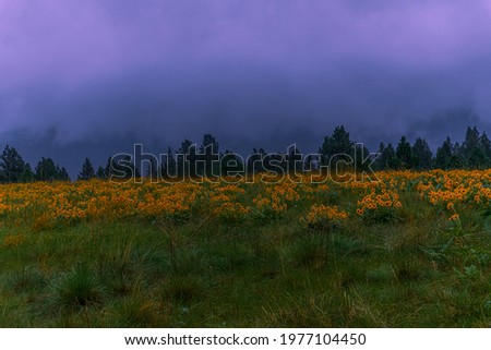 A majestic meadow of greenery and balsamroot wildflowers flanked by storm clouds!