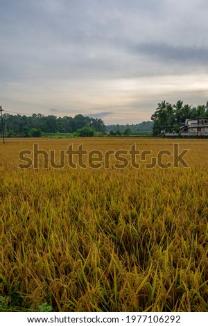 Rice field, close up yellow rice seed ripe and green leaves, Vilayur, Palakkad, Kerala,