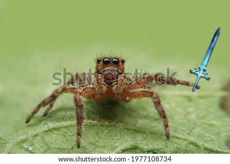 A spider with a sword