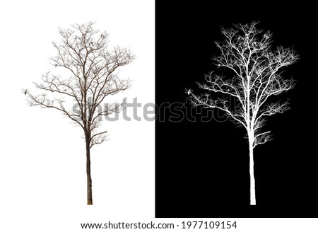 single tree with clipping path and alpha channel on black background