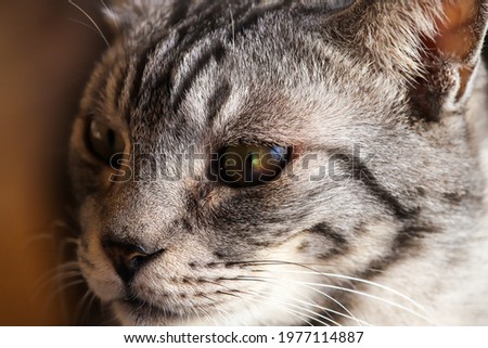 Silver tabby cat face close-up