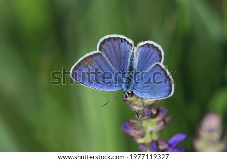 Reverdin's blue butterfly (Plebejus argyrognomon) sitgting on the grass blade