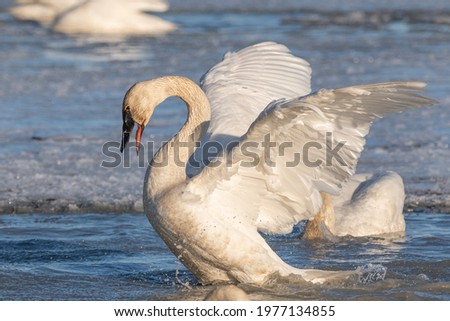 One swan flapping with mouth open in aggressive position while  swimming in open, cold water during its migration north in spring time. Active, moving wild bird in natural environment.  Royalty-Free Stock Photo #1977134855