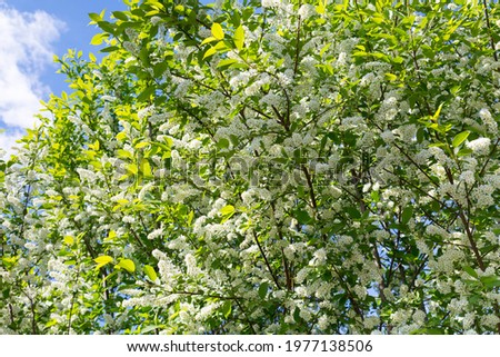 A dense bush of bird cherry blossoms in early spring in early May against a blue sky