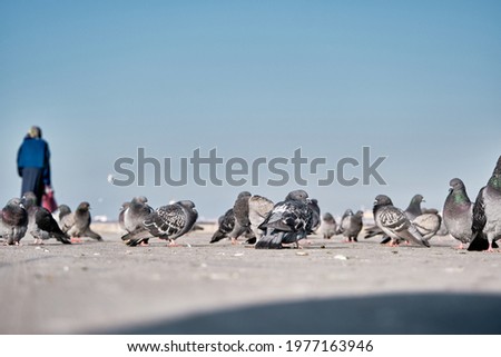Groups of doves and pigeons standing near the bosphorus shore. Doves are scratch and  itching their winds and people walking  and seagulls are flying behind the birds with a women background.