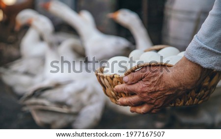Goose eggs in the hands of grandmother. Selective focus. Food.