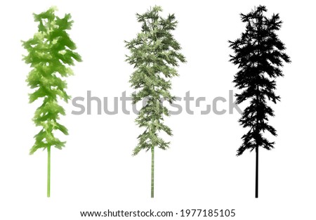 Set collection of Bamboo trees, painted, natural and as a black silhouette on white background. Concept or conceptual 3d illustration for nature, ecology and conservation, strength, endurance, beauty