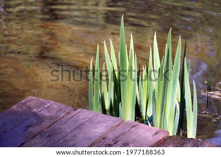 green cattail leaves in the old pond and wooden bridge                           