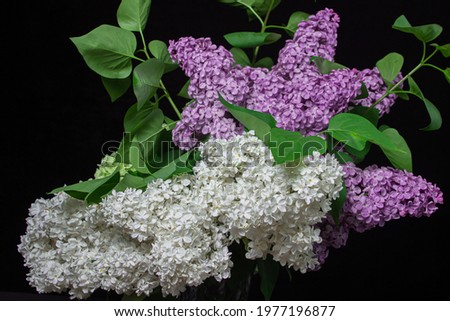 Lilacs of different varieties on a black background. Spring flowers. Lilac on a dark background