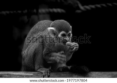 The Squirrel Monkey with Groundnut 