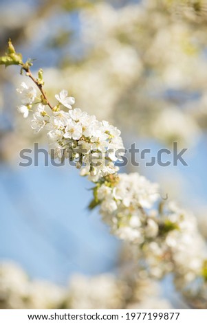 In the spring, the cherries bloomed in the garden with beautiful little white flowers. Image wiht selective focus.  