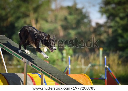 Dog Border Collie in agility balance beam.  Amazing day on czech agility competition. They are middle expert it means A2.