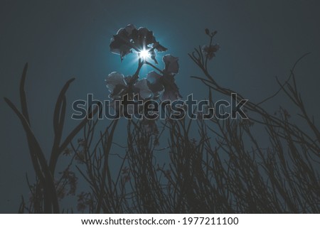Flowers in low light, photo art, backlit, sun, nature background illustration