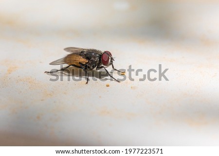 Macro photo of the domestic fly