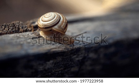 Snail on the slope.Dynamics of movement of individual creatures. Search for shelter after the rain. A snail is in motion.