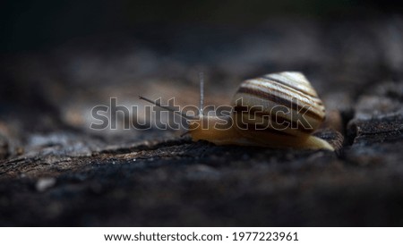 Snail on the slope.Dynamics of movement of individual creatures. Search for shelter after the rain. A snail is in motion.