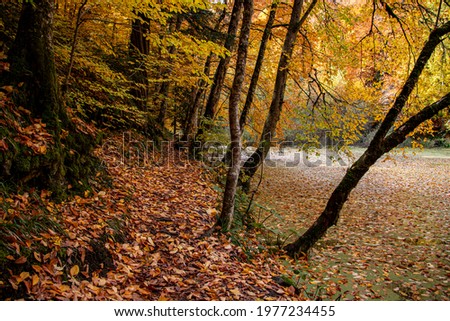 A high-resolution photo taken in autumn of trees found in Bolu, Yedigoller. Yedigoller is a natural area that has become very popular in Turkey and around the world.