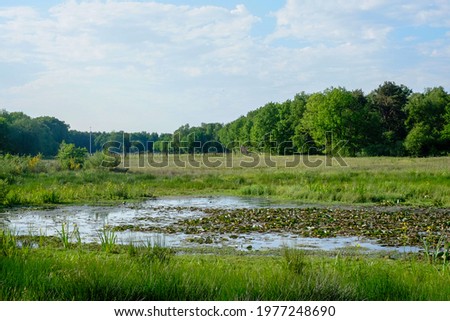 A view of a small pond located in the middle of a forested moor with meadow covered with shrubs in the foreground on a summer day. High quality photo