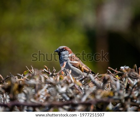 Close up picture of a lone sparrow on a bush.