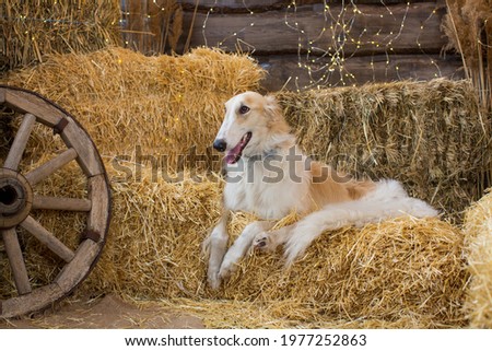 
Portrait of a white and beige Russian greyhound lying on bales of straw on a wooden background with garlands and a cart wheel