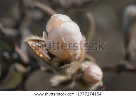 Closeup of two white and pink magnolia tree flower buds against blurry grey background