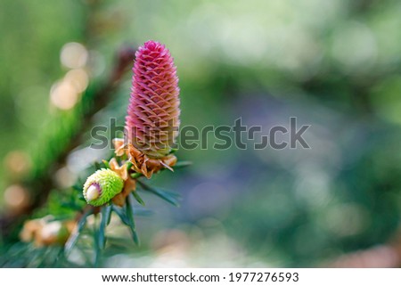 a young female cone of ordinary spruce, it is pink and its scales invitingly open in anticipation of pollen. Scientifically, the cones of gymnosperms are called strobila. Young cones of a Blue Spruce Royalty-Free Stock Photo #1977276593