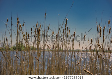 Wild grass of a cane on the lake. Selective focus 