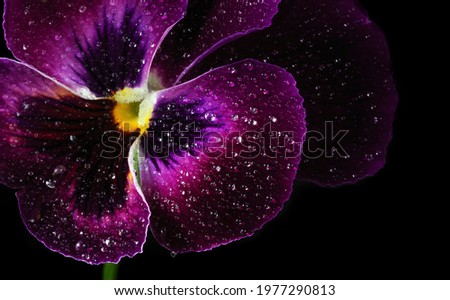 purple violet in water drops. close-up. selective focus