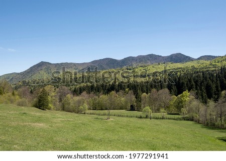 Image from the forested mountains of Vrancea, Romania