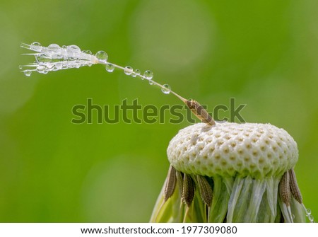 A single dandelion clock with dew drop water droplets against a soft background with copy space